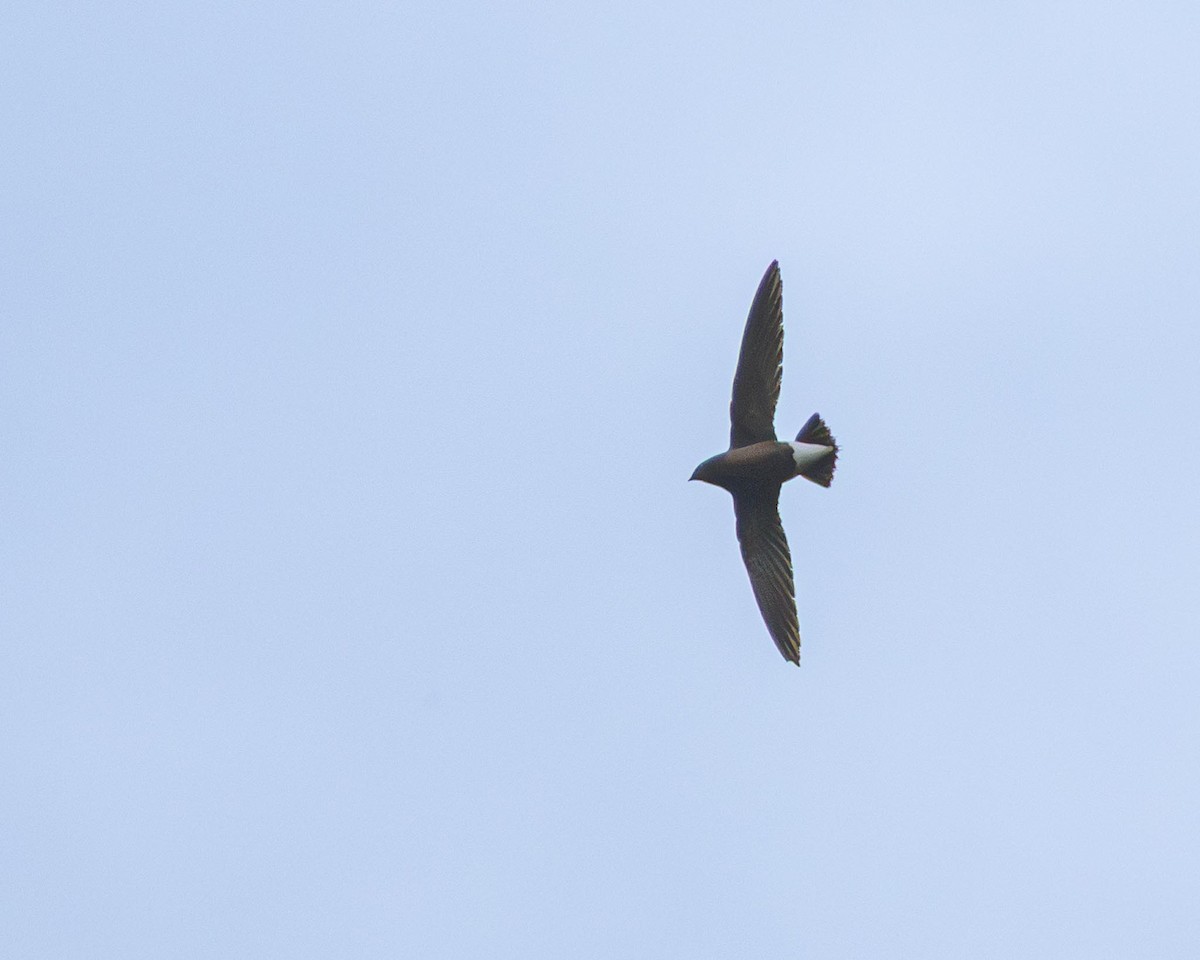 Silver-backed Needletail - ML636232348