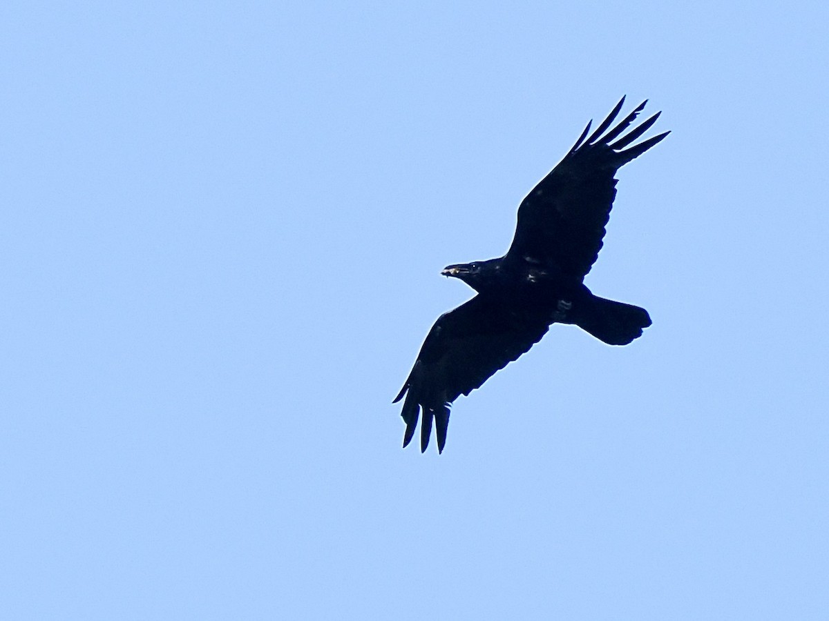 Common Raven - ML636232368