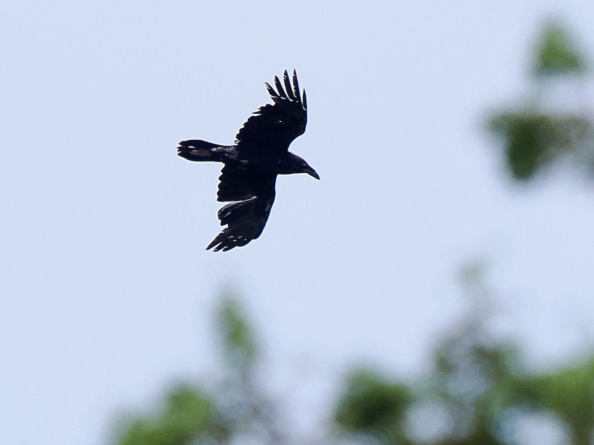 Common Raven - ML636232369