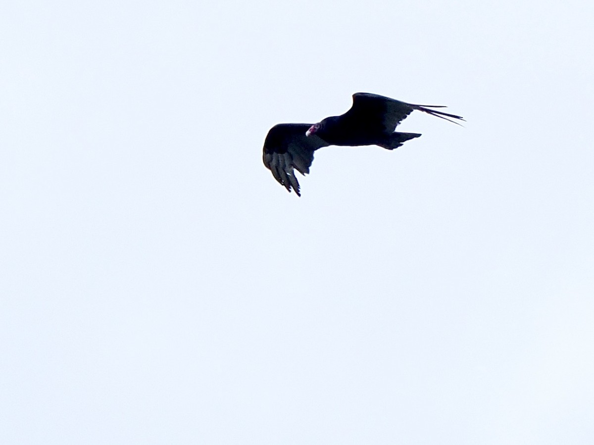 Turkey Vulture - ML636232450