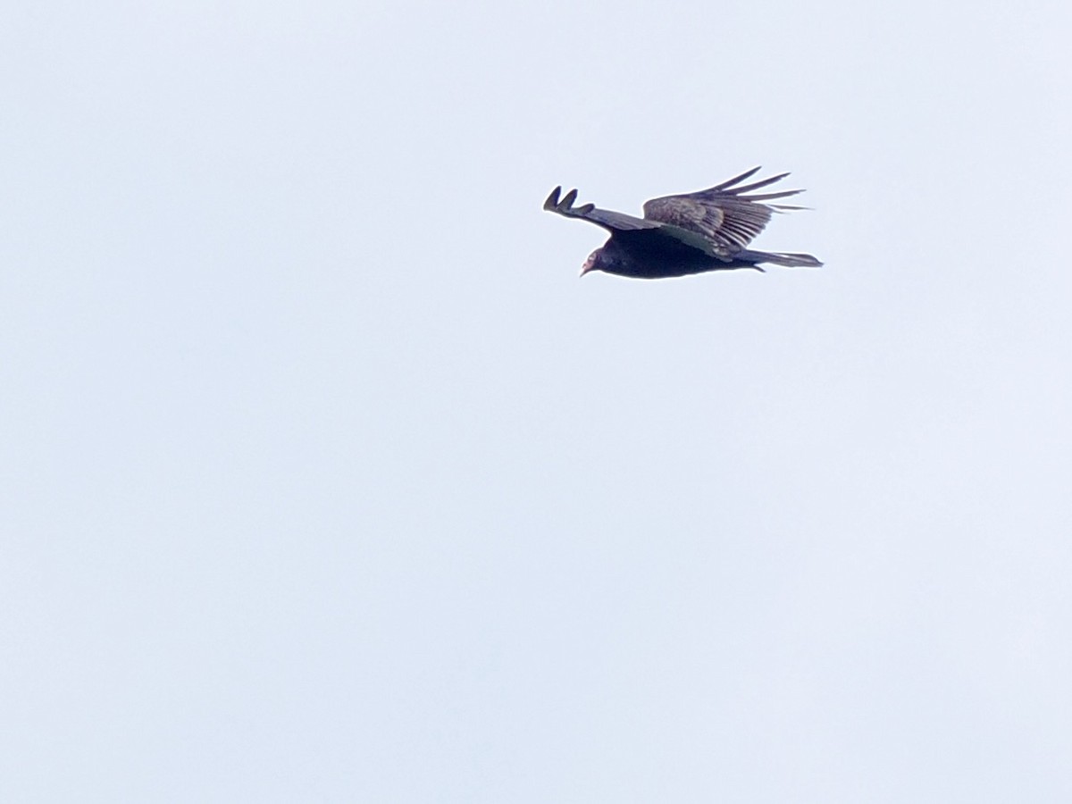 Turkey Vulture - ML636232451