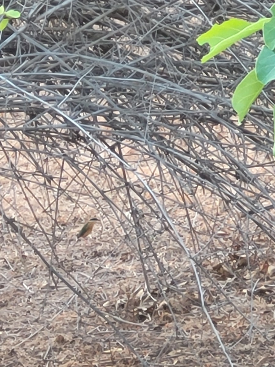 インドヤイロチョウ - ML636232749