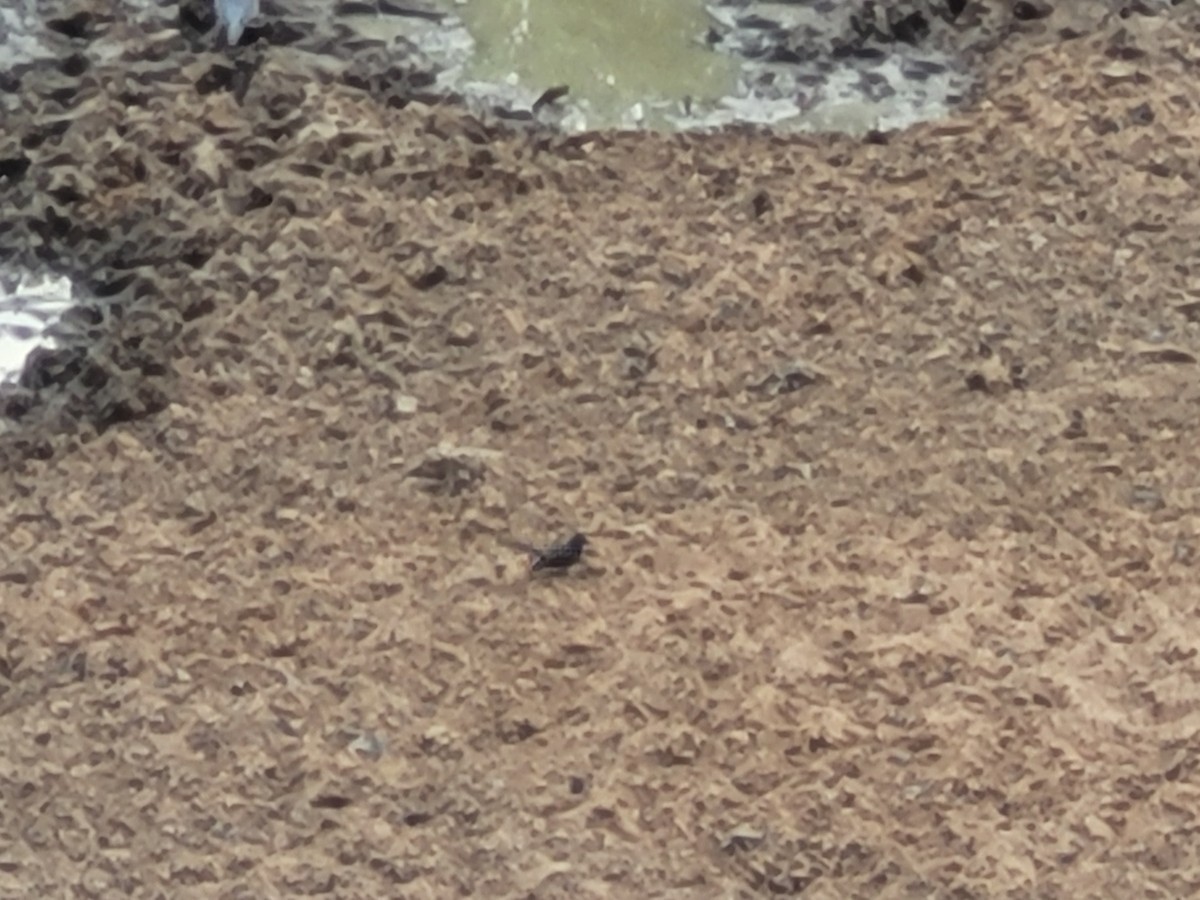 ムナボシオウギビタキ - ML636232776