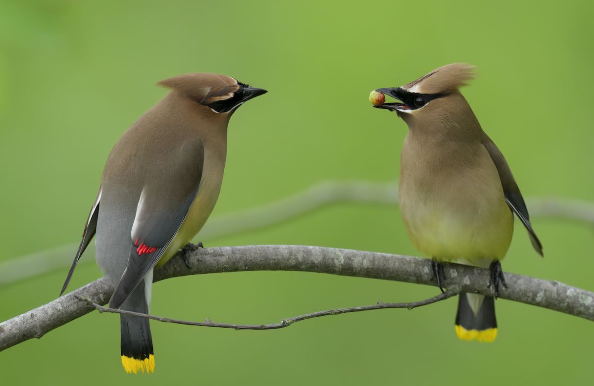 Cedar Waxwing - ML636232948