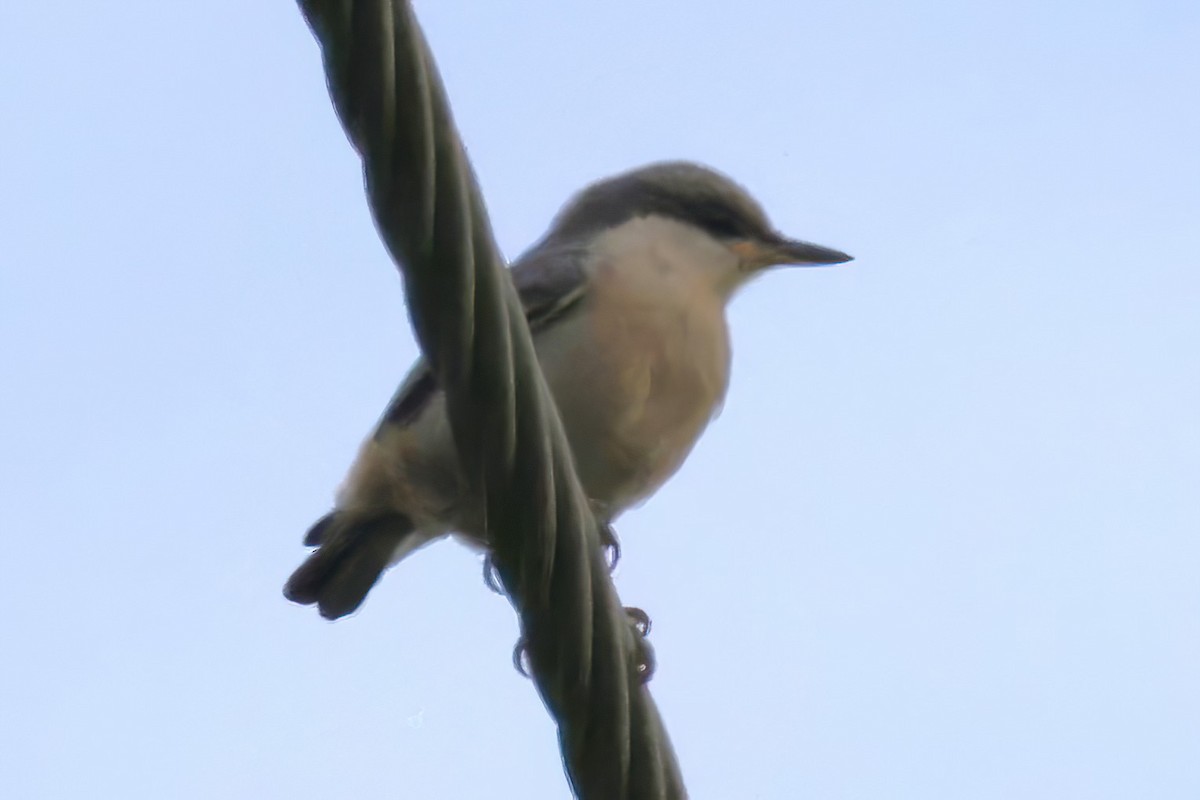 Brown-headed Nuthatch - ML636233075
