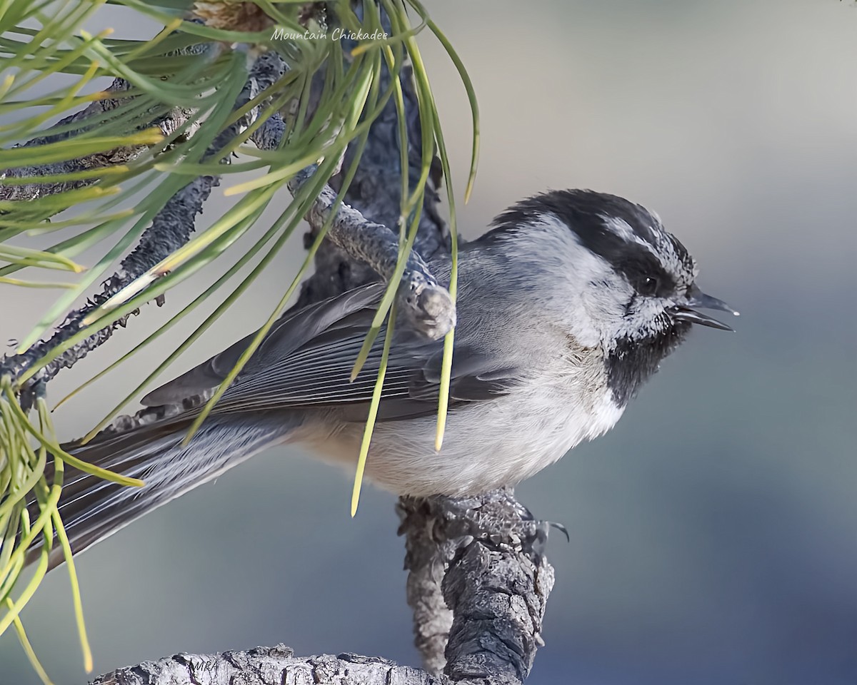 Mésange de Gambel - ML636233106