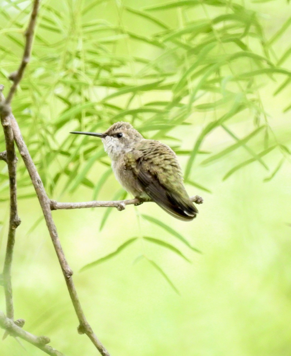Black-chinned Hummingbird - ML636233144