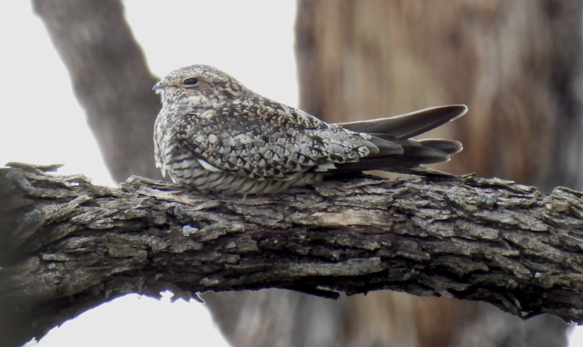Common Nighthawk - ML636233149