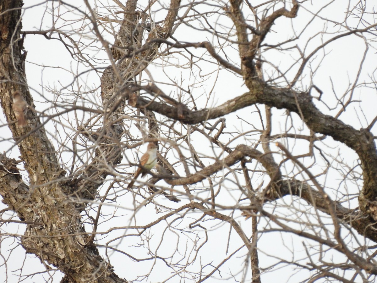 Ash-throated Flycatcher - ML636233172
