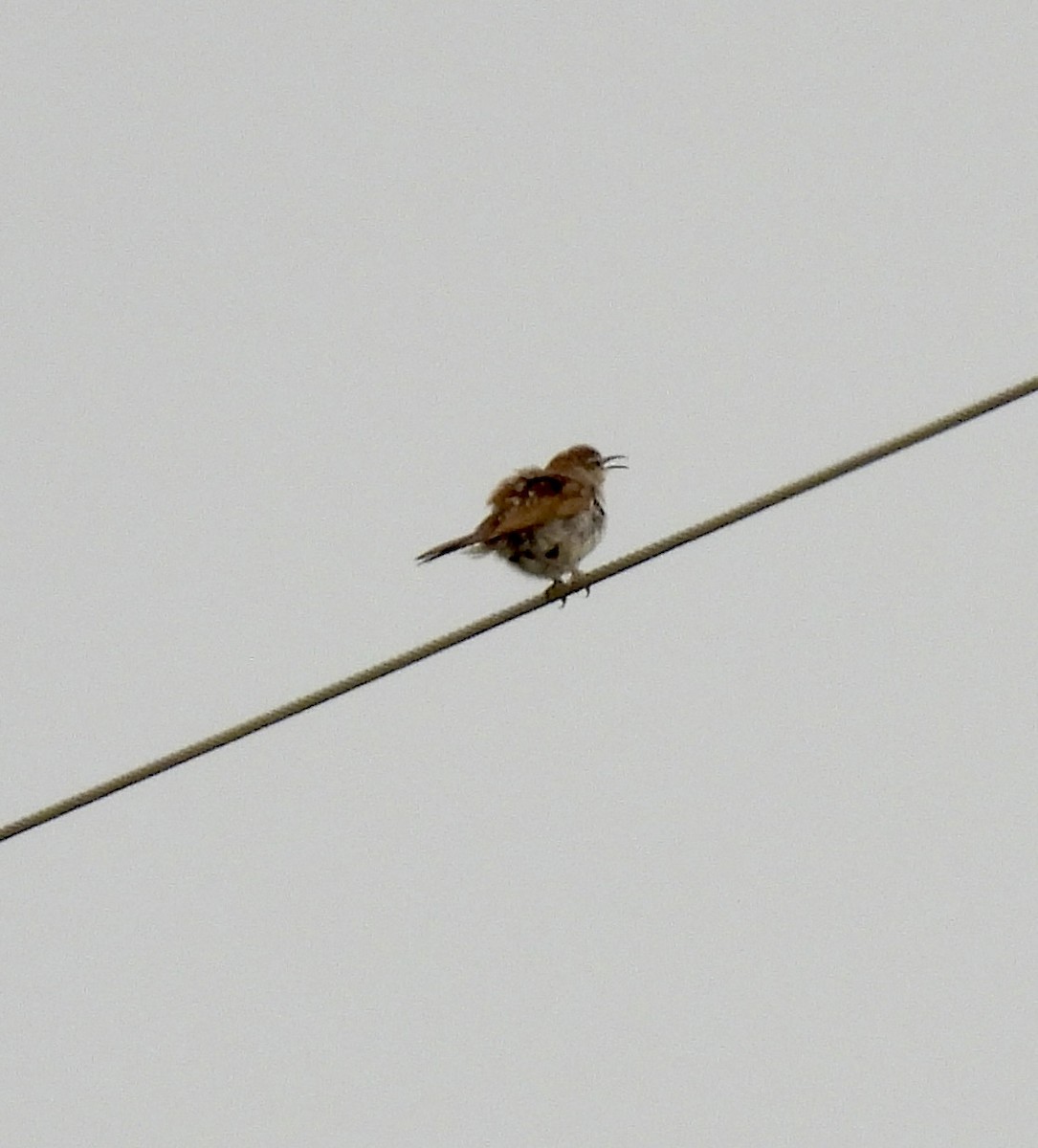 Bewick's Wren - ML636233192