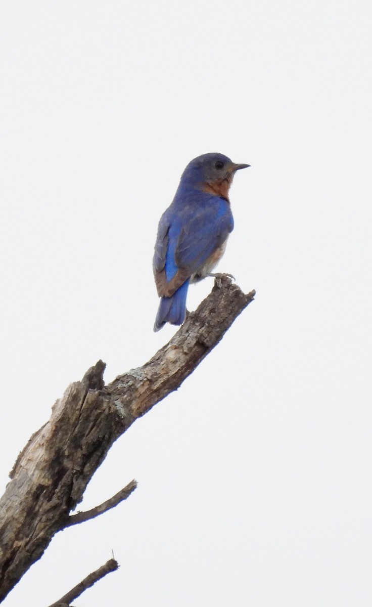 Eastern Bluebird - ML636233194