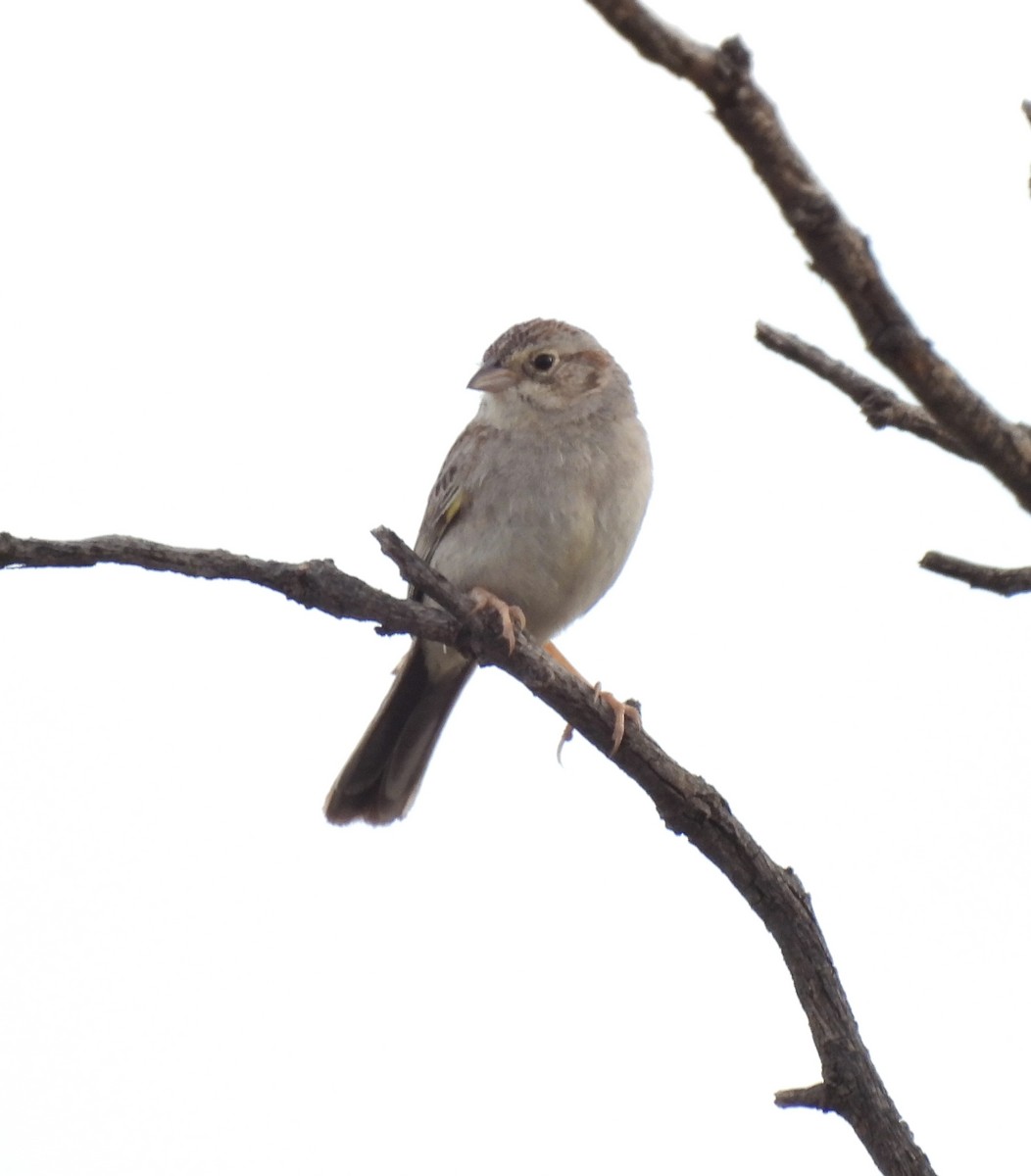 Cassin's Sparrow - ML636233197