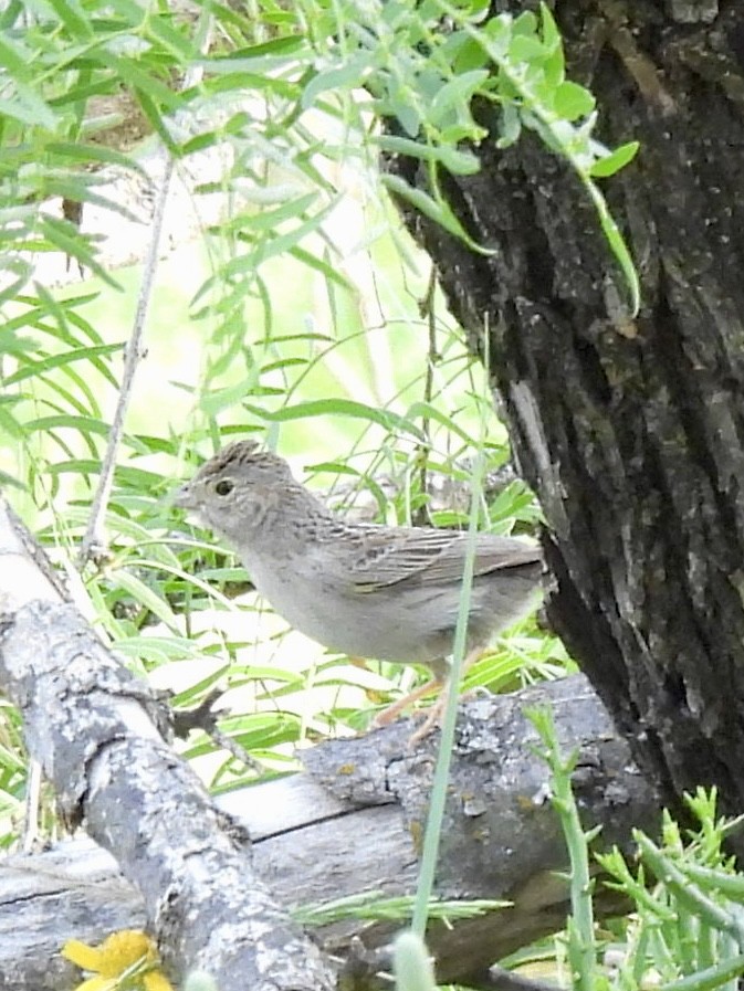 Cassin's Sparrow - ML636233198