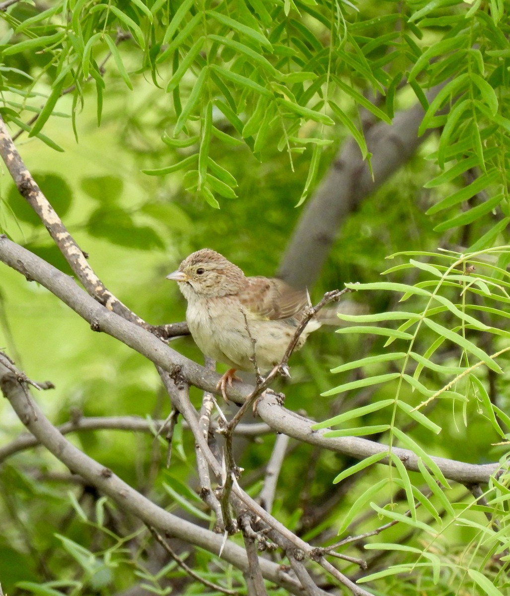 Cassin's Sparrow - ML636233199