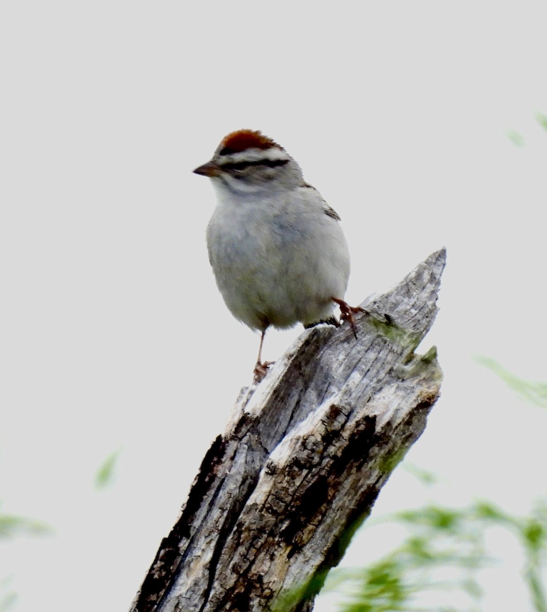 Chipping Sparrow - ML636233200