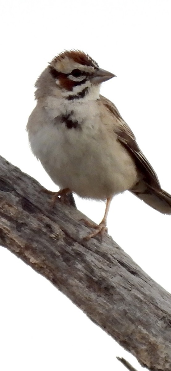 Lark Sparrow - ML636233213