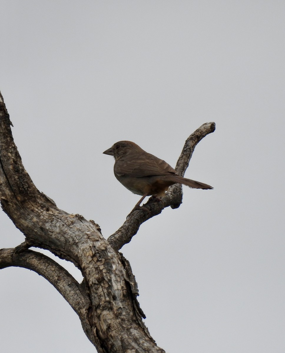 Canyon Towhee - ML636233224