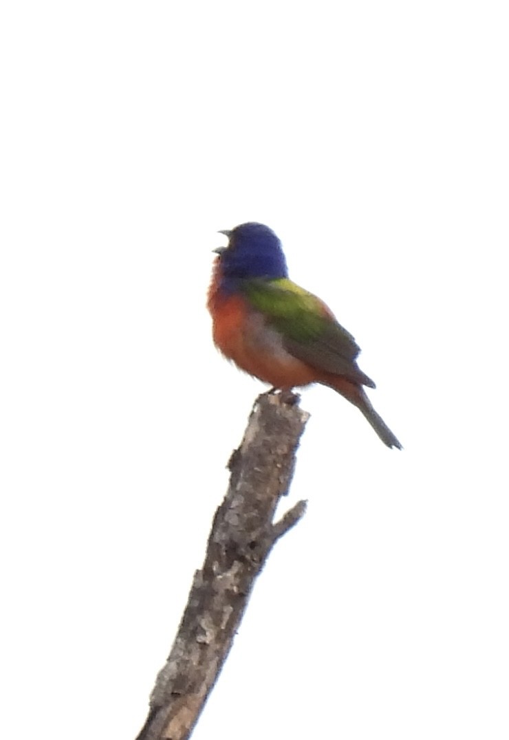Painted Bunting - ML636233232