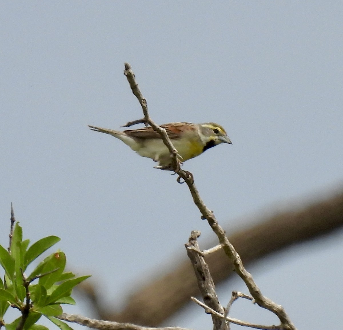 Dickcissel - ML636233239