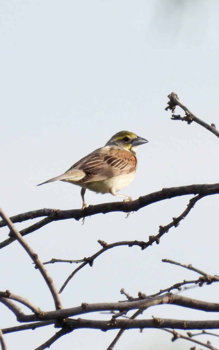 Dickcissel - ML636233240