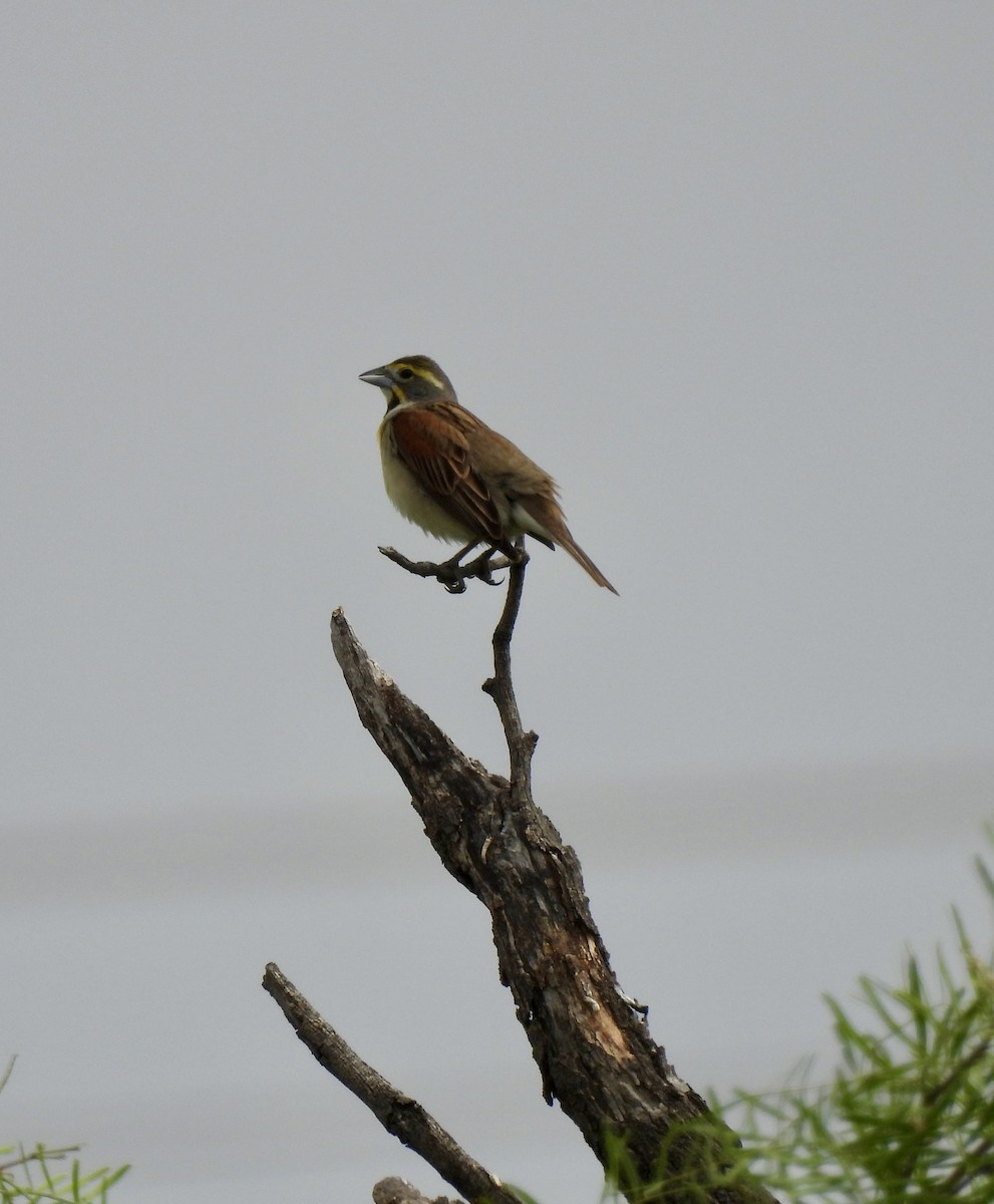 Dickcissel - ML636233241