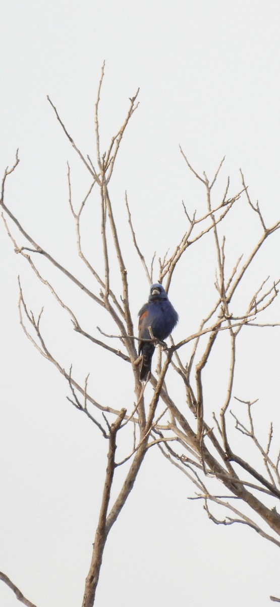 Blue Grosbeak - ML636233245