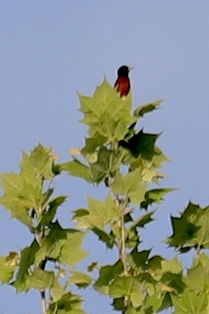 Orchard Oriole - ML636233397