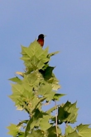 Orchard Oriole - ML636233398