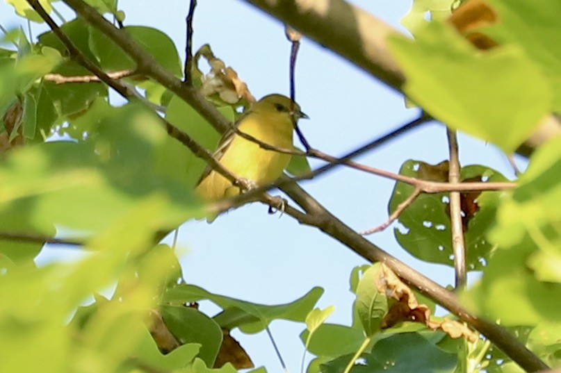 Orchard Oriole - ML636233399