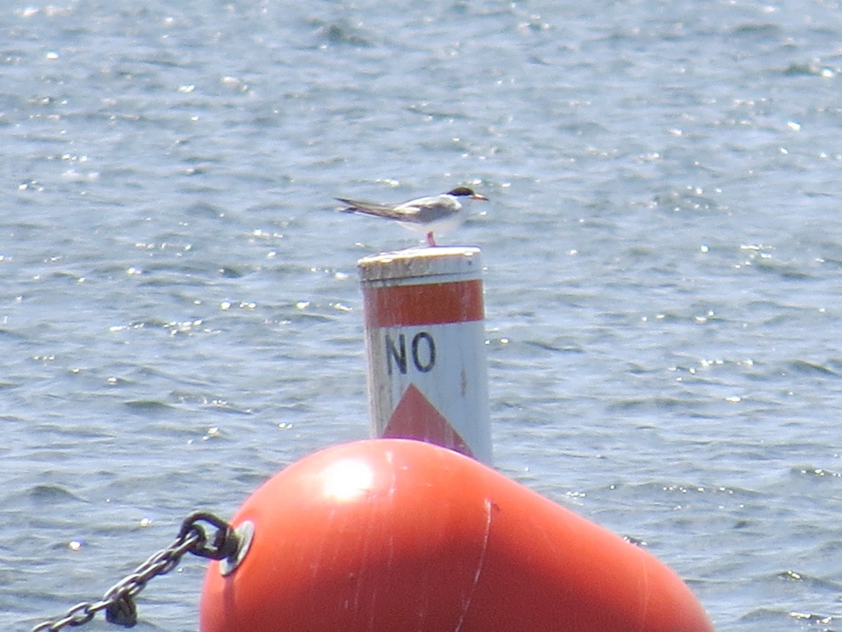 Forster's/Common Tern - Edward Tiede