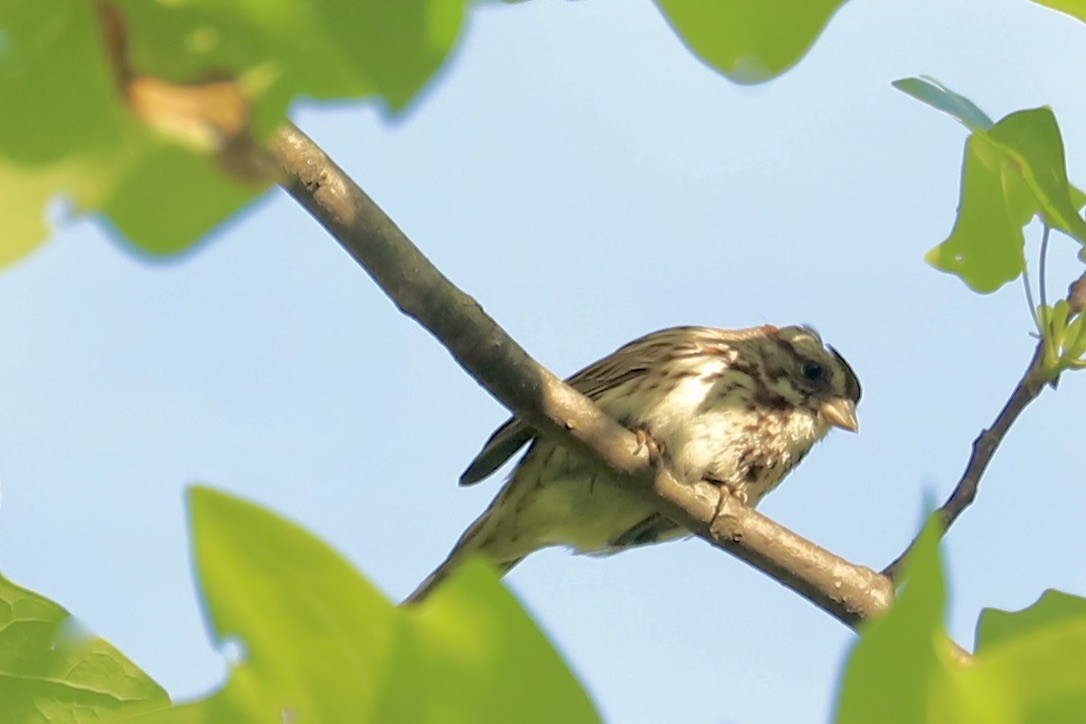 Song Sparrow (melodia/atlantica) - ML636233411
