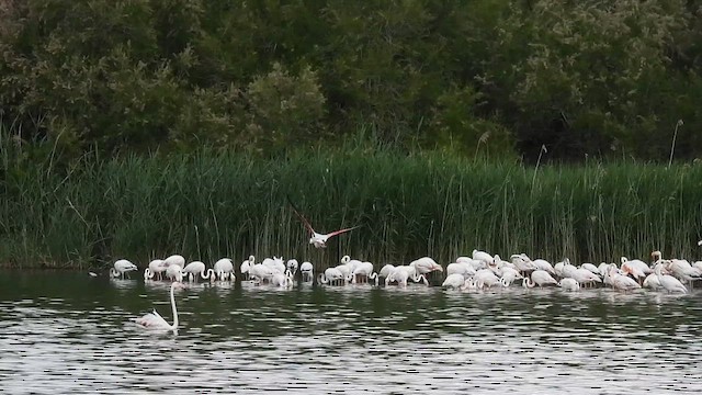 פלמינגו גדול - ML636233527