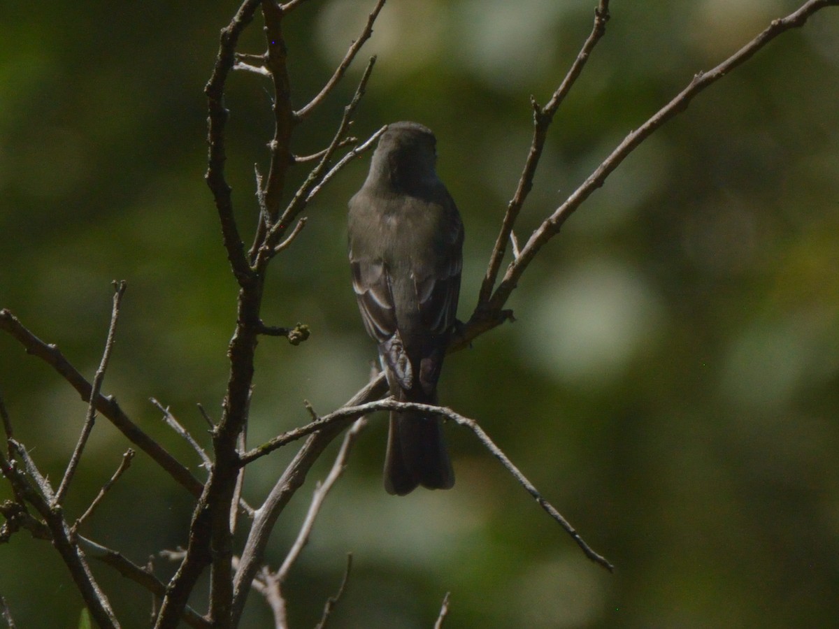 Northern Tropical Pewee - ML636233539
