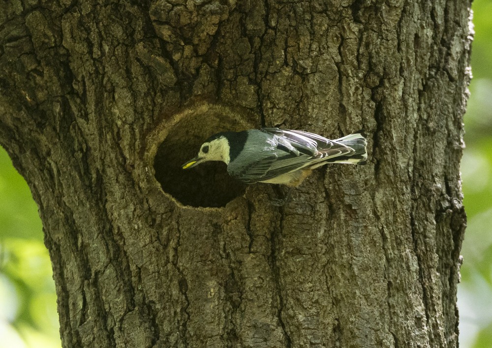 White-breasted Nuthatch - ML636233558