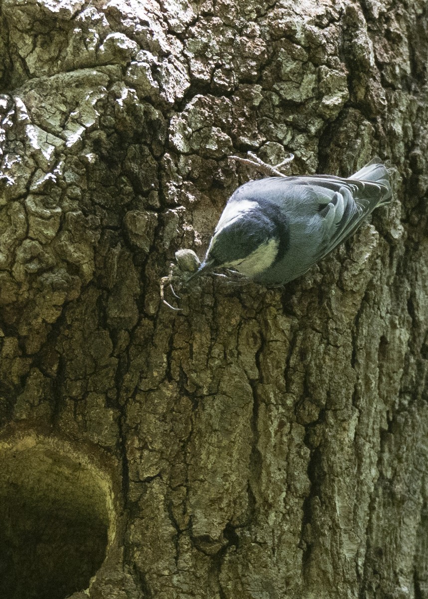 White-breasted Nuthatch - ML636233559