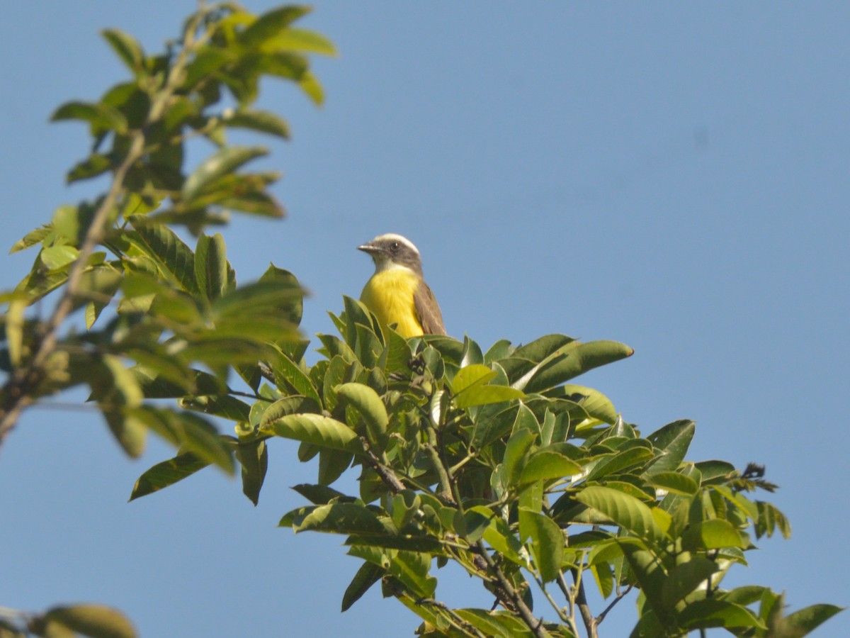 Social Flycatcher - ML636233644