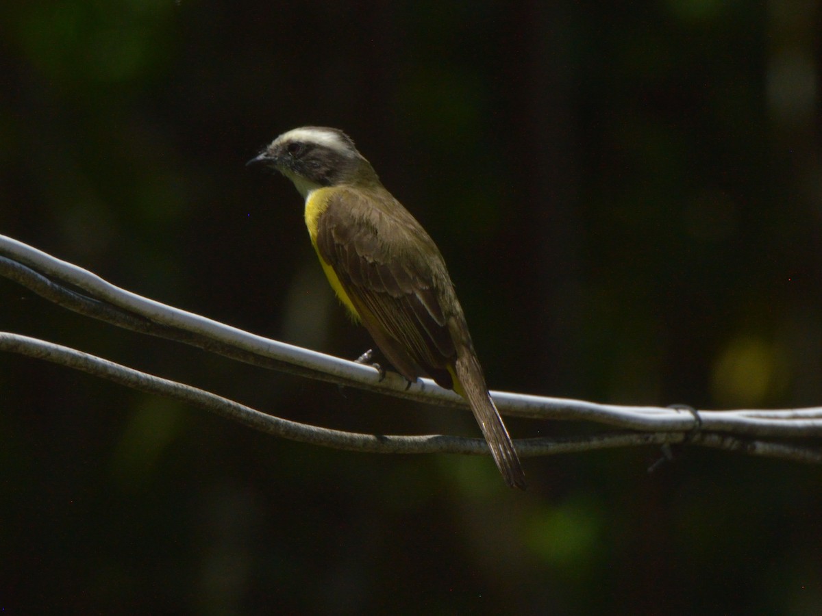 Social Flycatcher - ML636233645