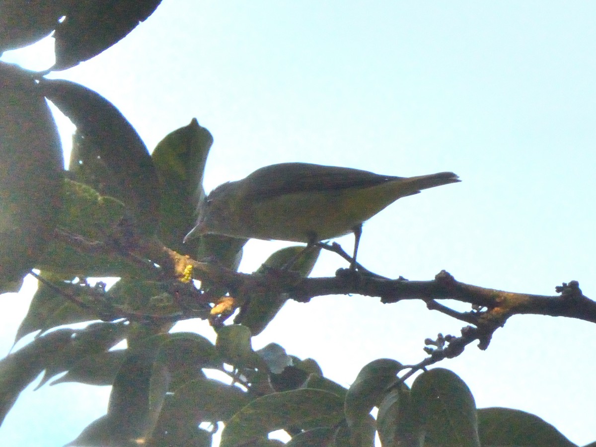 Yellow-green Vireo - ML636233674
