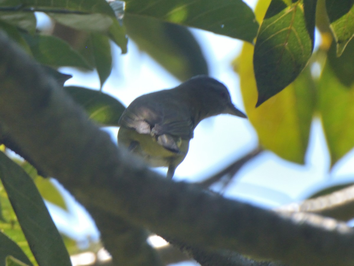 Yellow-green Vireo - ML636233675