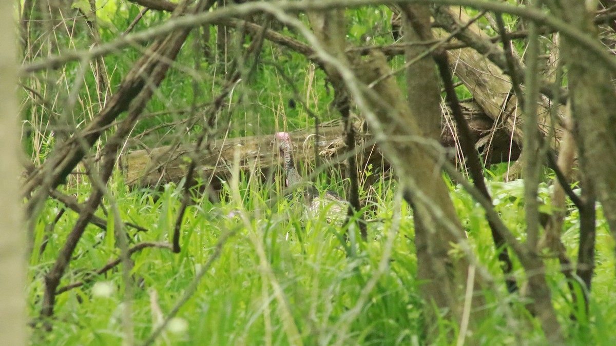 Wild Turkey - ML636233678