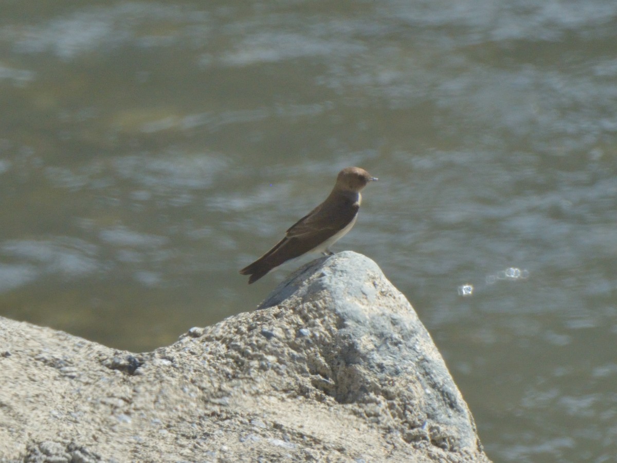 Northern Rough-winged Swallow - ML636233679