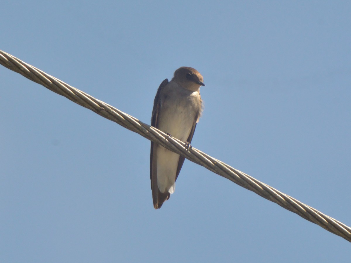 Northern Rough-winged Swallow - ML636233680