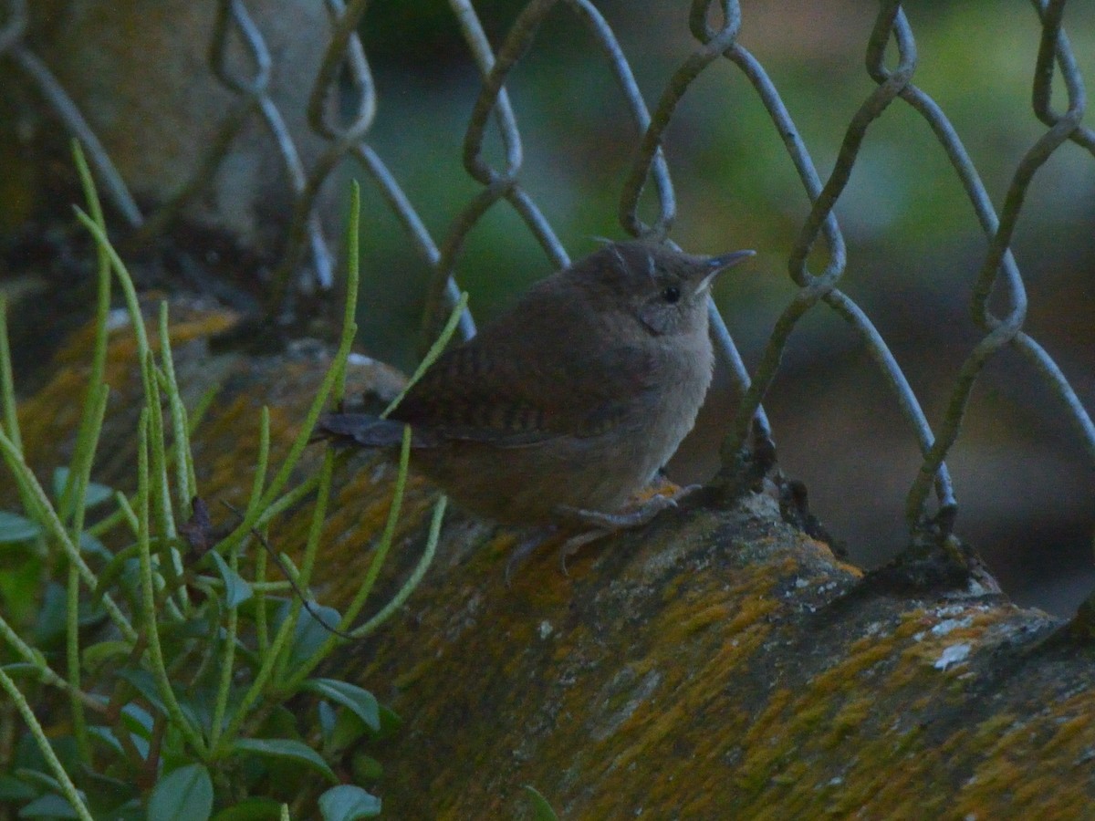 Southern House Wren - ML636233683