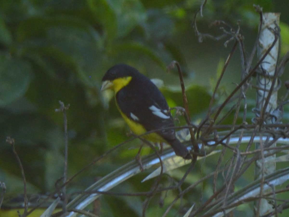Lesser Goldfinch - ML636233691