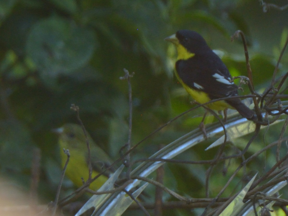 Lesser Goldfinch - ML636233692