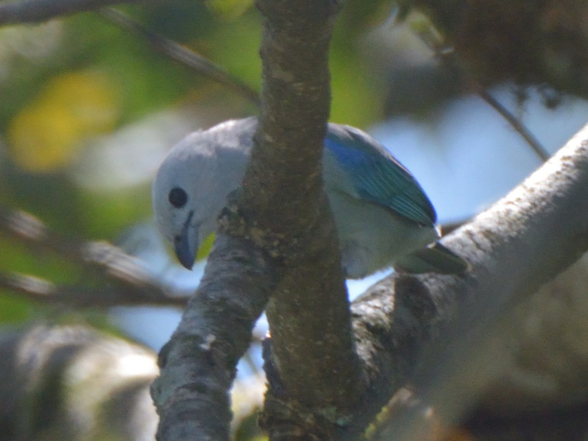 Blue-gray Tanager - ML636233700