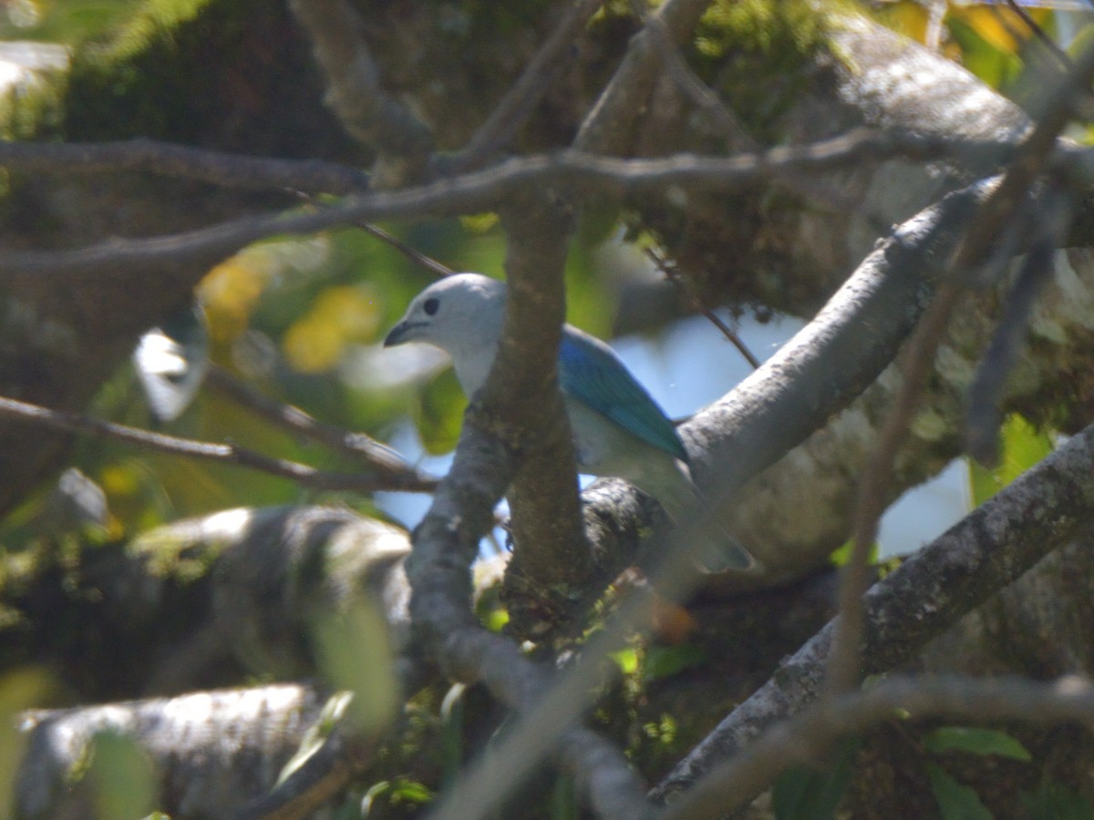 Blue-gray Tanager - ML636233701