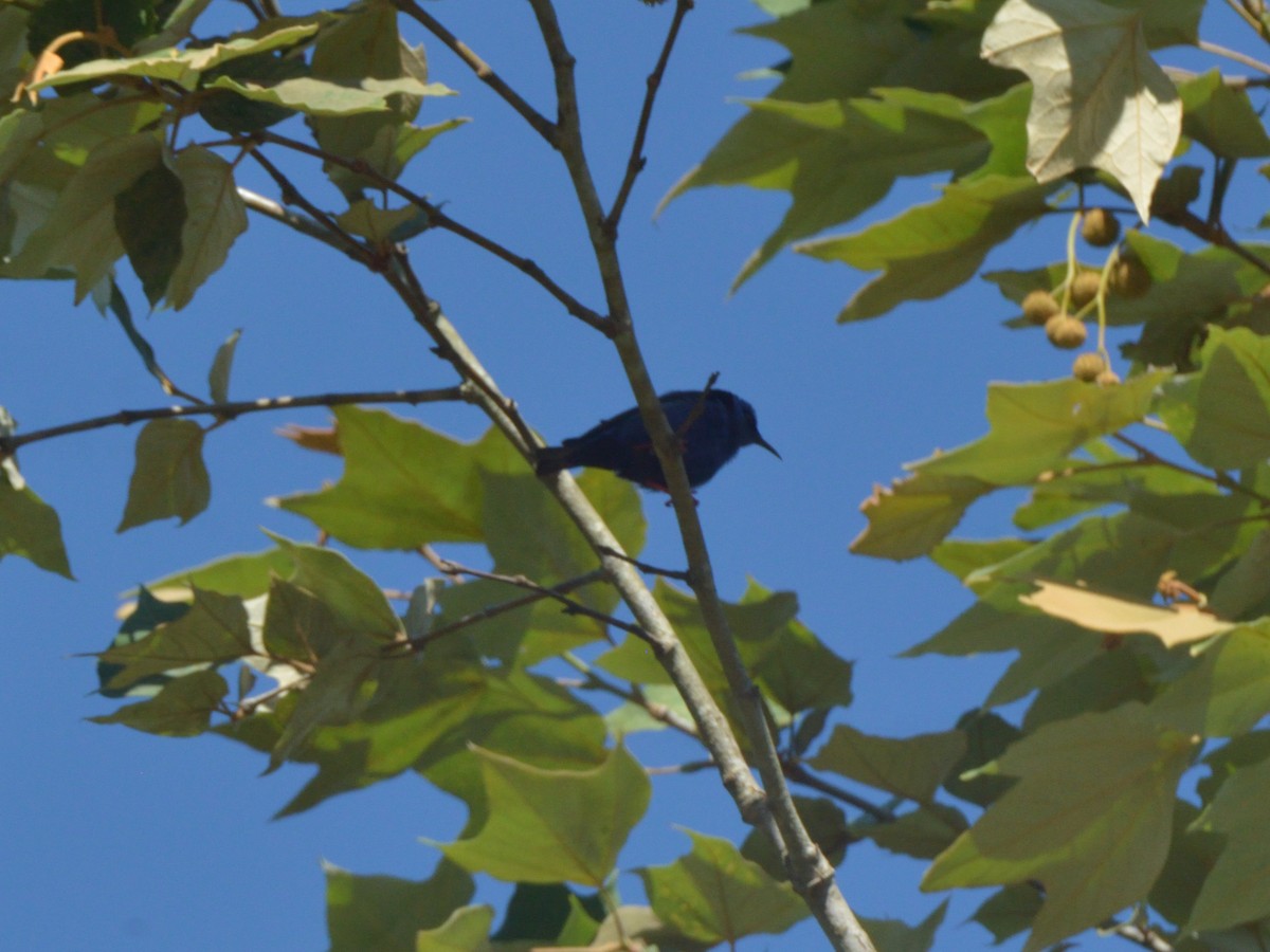Red-legged Honeycreeper - ML636233714