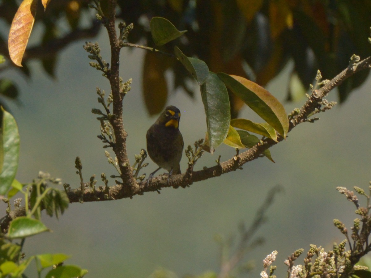 Yellow-faced Grassquit - ML636233723