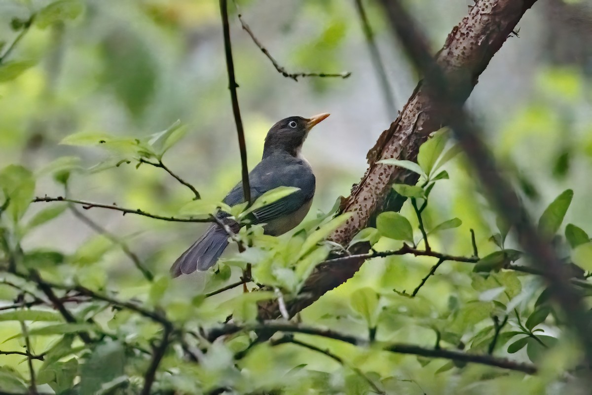 Plumbeous-backed Thrush - ML636233794